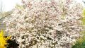 wunderschöner Magnolienbaum
