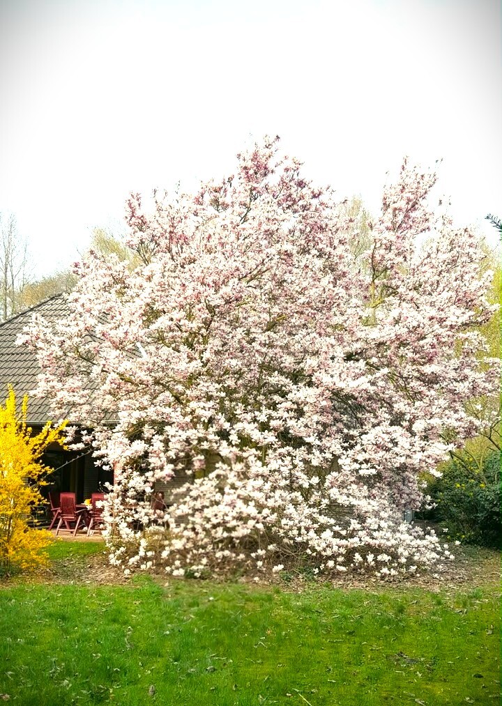 wunderschöner Magnolienbaum